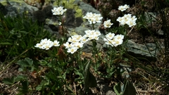 Achillea erba-rotta