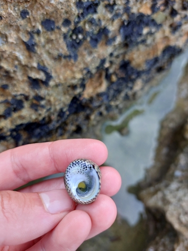 Photo of Turbinate monodont (Phorcus turbinatus)