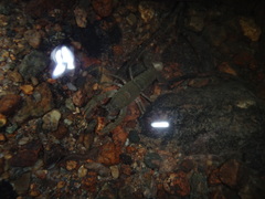 Cambarus bartonii bartonii