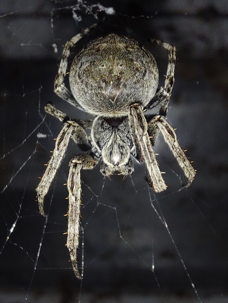 Photos of Grey Cross Spider (Larinioides sclopetarius) · iNaturalist
