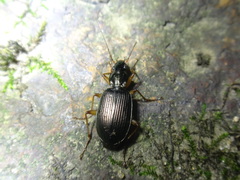 Agonum extensicolle