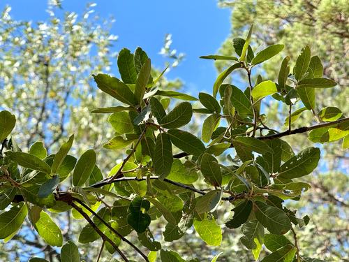 Image of Quercus arizonica by (c) CK2AZ, some rights reserved (CC BY)