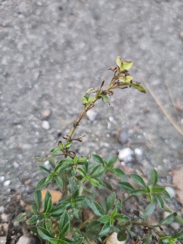 Image of Satureja hortensis by no rights reserved