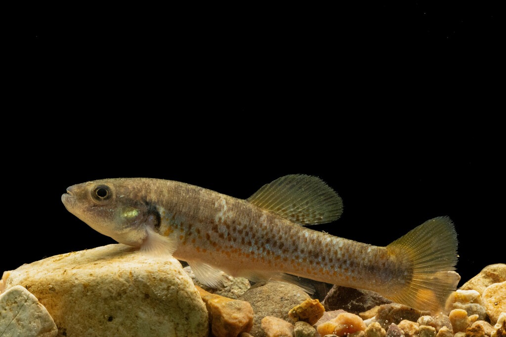 Whitepatch Splitfin