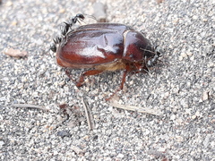 Phyllophaga anxia
