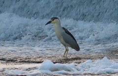 Nycticorax nycticorax