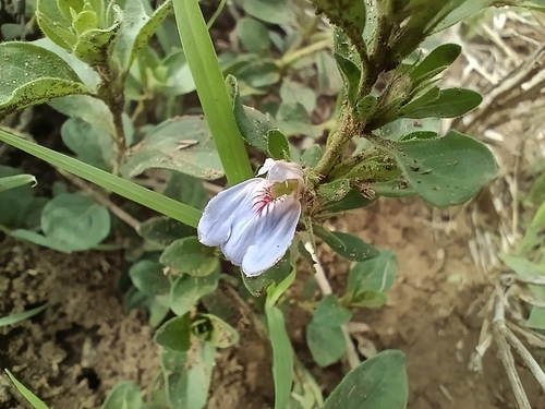 Image of Justicia petiolaris by (c) Benjamin Fredlund, some rights reserved (CC BY)