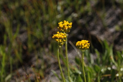 Senecio scorzonella
