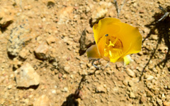 Calochortus concolor