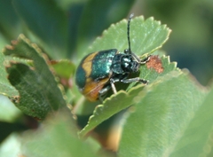 Monocesta ducalis