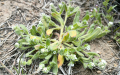 Plagiobothrys collinus ursinus