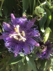 Passiflora incarnata × cincinnata