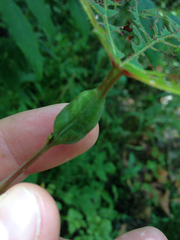 Neolasioptera vitinea