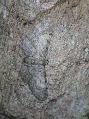 Aethalura intertexta