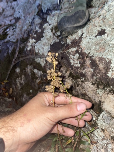 Solidago plumosa, photograph 2