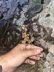 author not stated, no rights reserved Solidago plumosa, photograph author not stated, no rights reserved