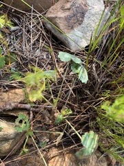 Pelargonium tabulare