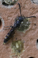 Monosapyga clavicornis