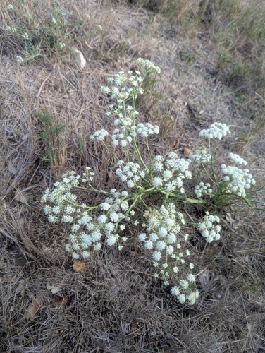 Image of Mediterranean Moon Carrot (Seseli tortuosum) by (c) Denis Bastianelli, some rights reserved (CC BY)