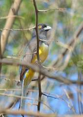 Trogon citreolus