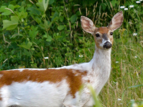 Virginia White-tailed Deer photographed in Kentucky