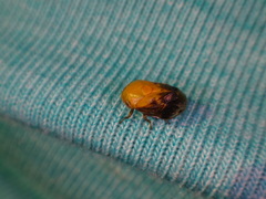 Clastoptera achatina