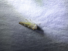 Populicerus formosus