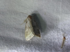 Hyperstrotia pervertens