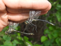 Phanogomphus descriptus