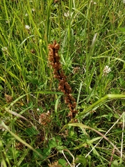 Orobanche minor