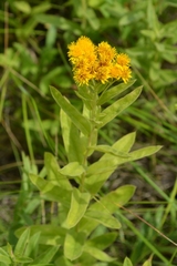 Pentanema germanicum