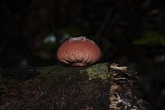 Lycoperdon fuligineum
