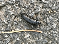 Necrophila americana