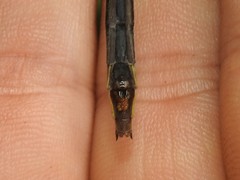 Phanogomphus descriptus