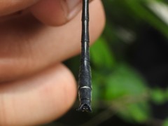 Phanogomphus descriptus