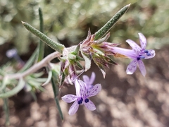 Ipomopsis multiflora