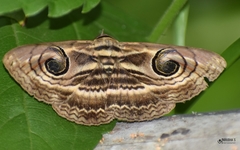 Spirama