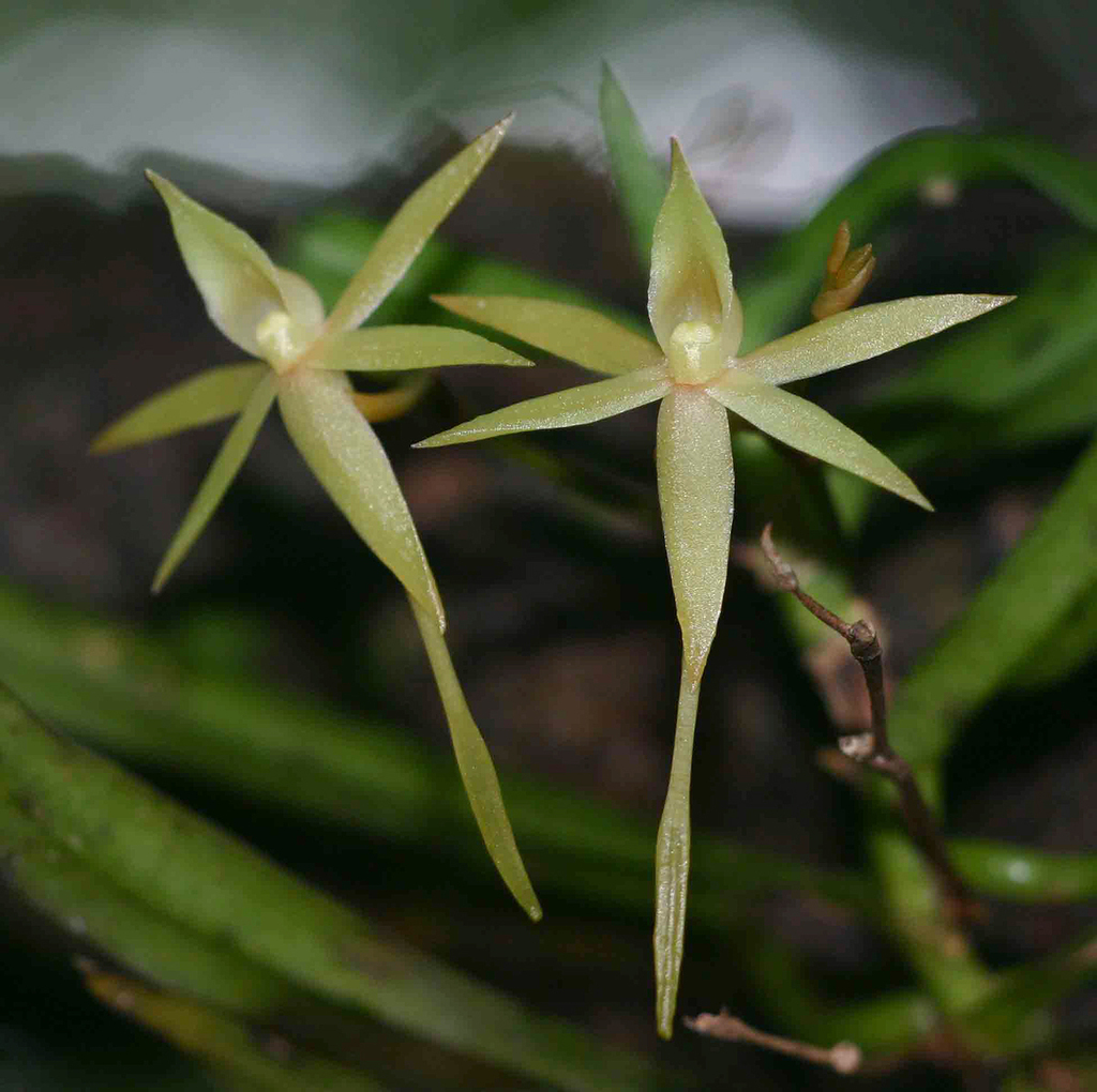Sharp Shell Orchid