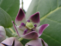 Calotropis procera image