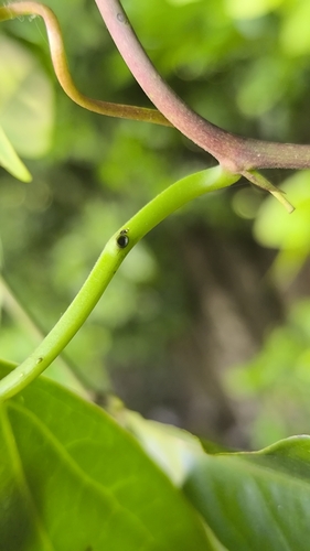 Image of Passiflora coriacea by (c) Miguel José Lengua Hernández, some rights reserved (CC BY)