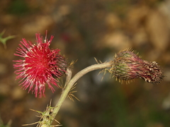 Cirsium pringlei