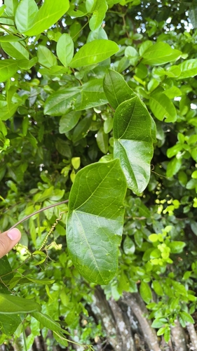 Image of Passiflora coriacea by (c) Miguel José Lengua Hernández, some rights reserved (CC BY)