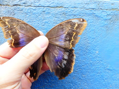 Eryphanis