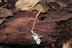 Cordyceps nidus