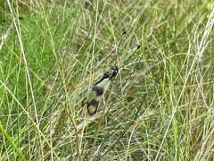 Libelloides macaronius