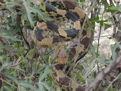 Pituophis deppei jani