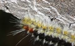 Lophocampa ingens