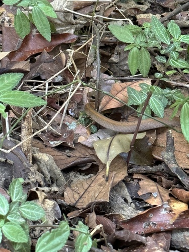 Forest Water Snake