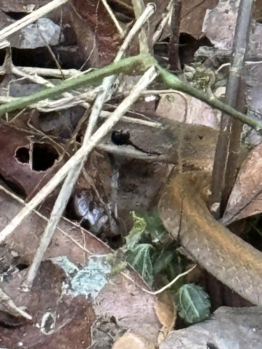Forest Water Snake
