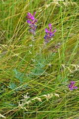 Astragalus varius